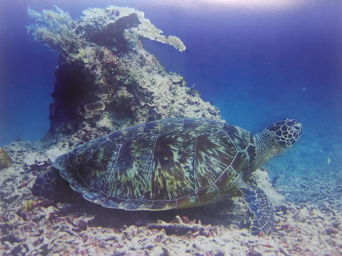Dinoyin Bungalows Gili Meno Buitenkant foto
