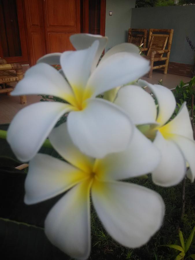 Dinoyin Bungalows Gili Meno Buitenkant foto